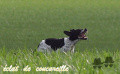 Pedigree ECLAT DE COUCAREILLE Pedigree ECLAT DE COUCAREILLE